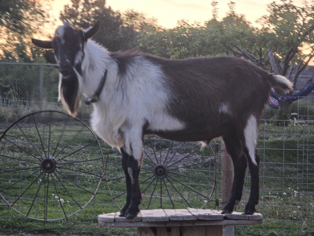Alpine Goat