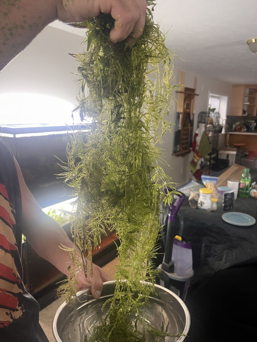 Plants and Fish