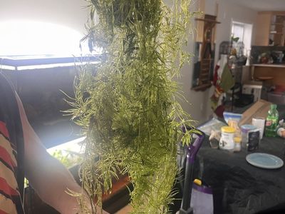 Plants and Fish