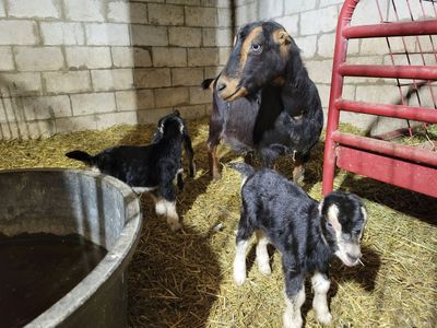 Mama Miniature Lamancha Doe With Her 3 Kids