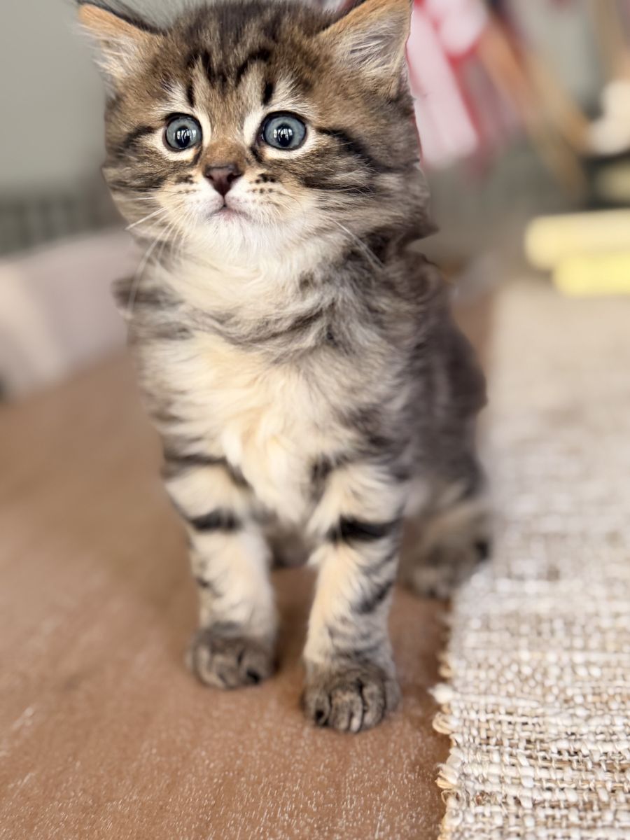 Hypoallergenic Siberian Forest Kittens