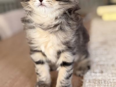 Hypoallergenic Siberian Forest Kittens