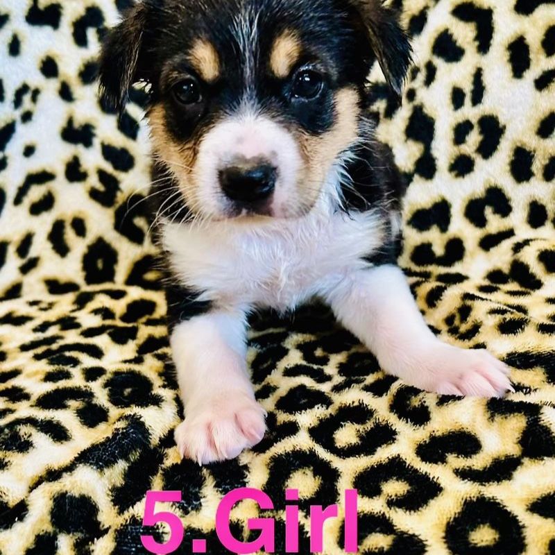 Corgi X Kelpie Puppies