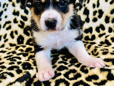 Corgi X Kelpie Puppies