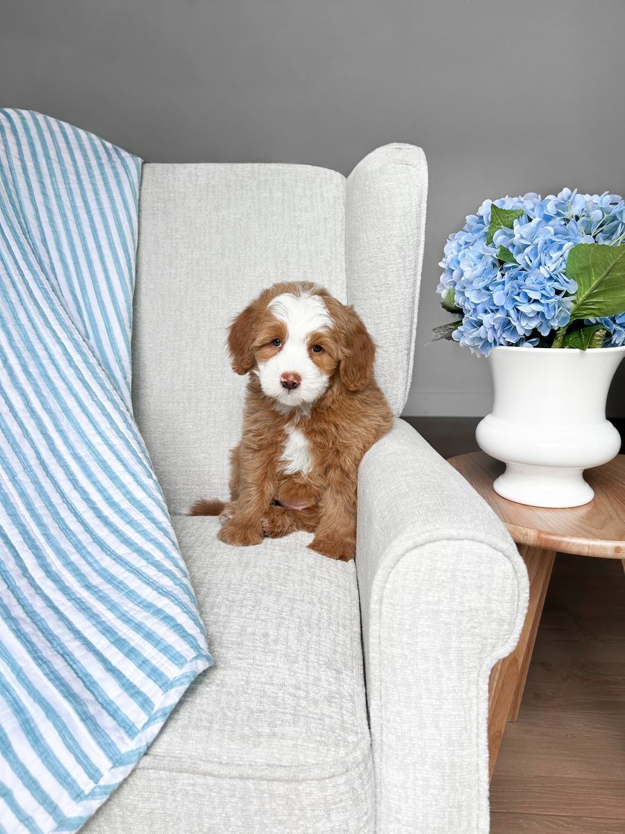 Mini Bernedoodle Hypoallergenic straight coat!