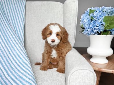 Mini Bernedoodle Hypoallergenic straight coat!