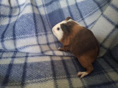 Baby Guinea Pig: Dotty