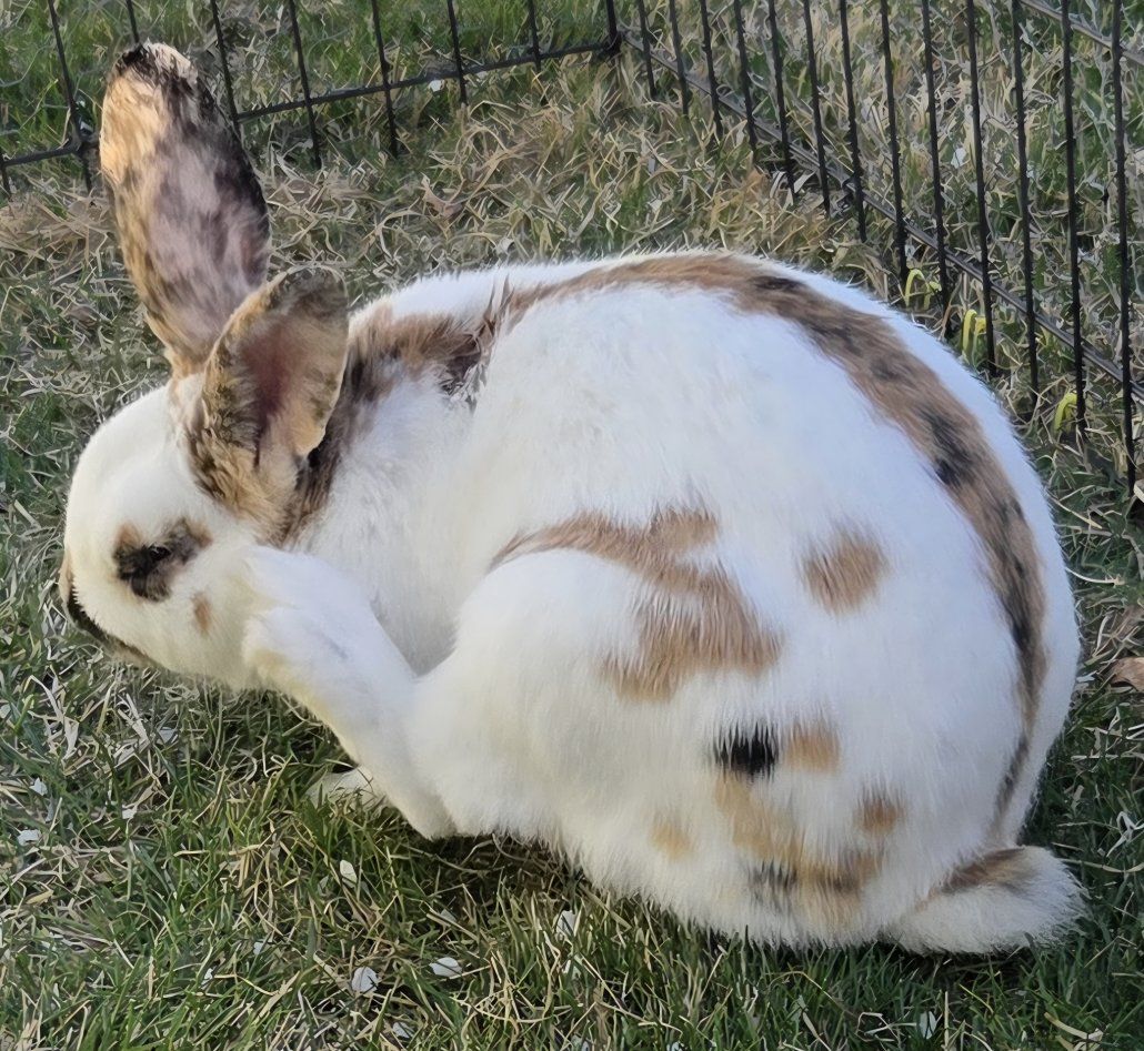 Marked Rhinelander Bunny Rabbit