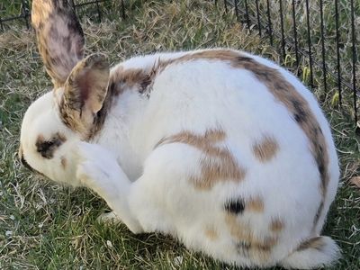 Marked Rhinelander Bunny Rabbit