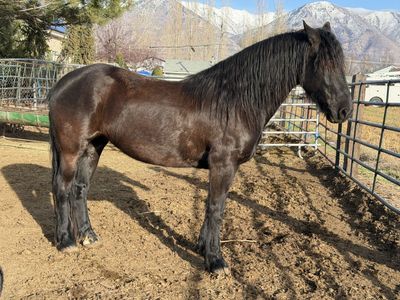 Friesian/Morgan Mare