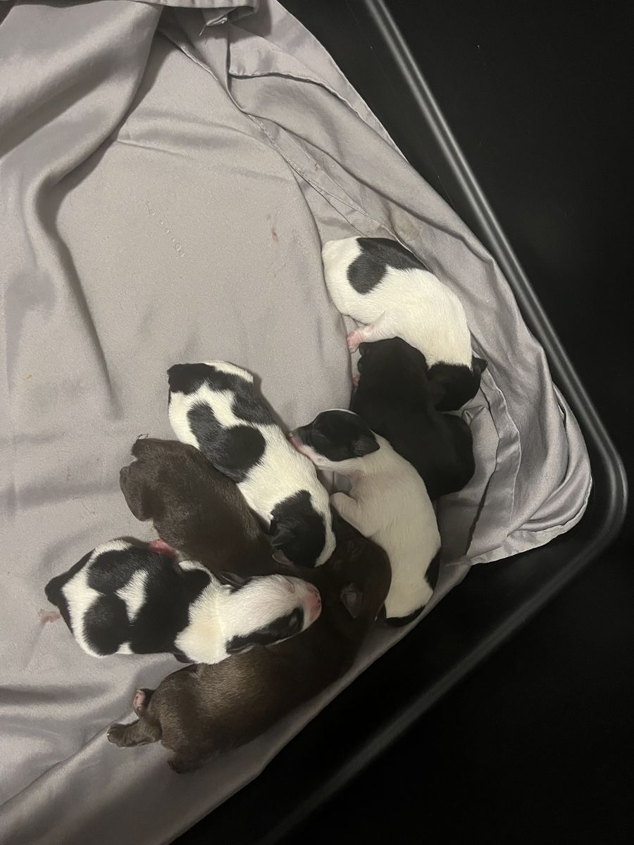 AKC Registered & EMBARK Tested Miniature Schnauzer Puppies
