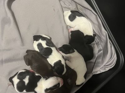 AKC Registered & EMBARK Tested Miniature Schnauzer Puppies