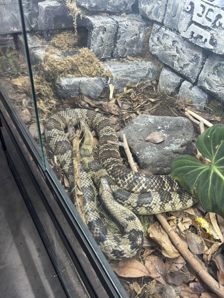 Het Lavender False Water Cobra Pair