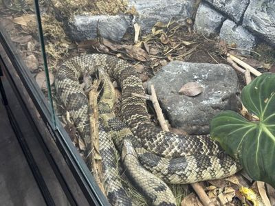 Het Lavender False Water Cobra Pair