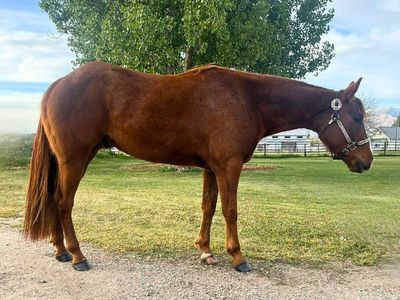 4 year old gelding