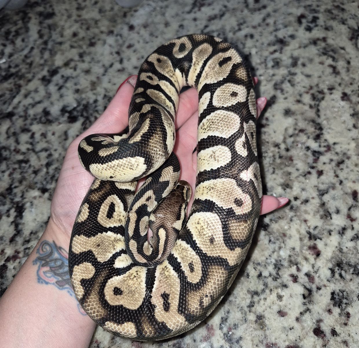 Ball python 
