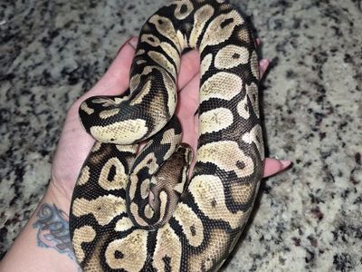 Ball python