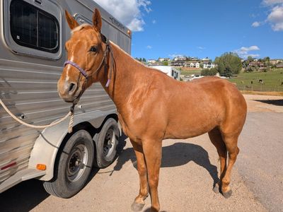AQHA 6 year old Palomino - NuChexToCash bloodlines!
