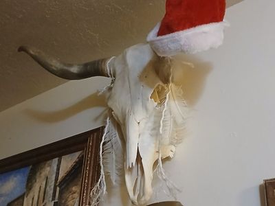 Western-style steer skull wall mount