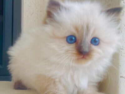 Gorgeous Affectionate RAGDOLL kittens--SUPER SWEET/STAY SMALL-Do tricks--less allergenic/shed less!
