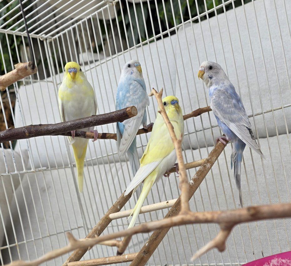 Young and weaned parakeets