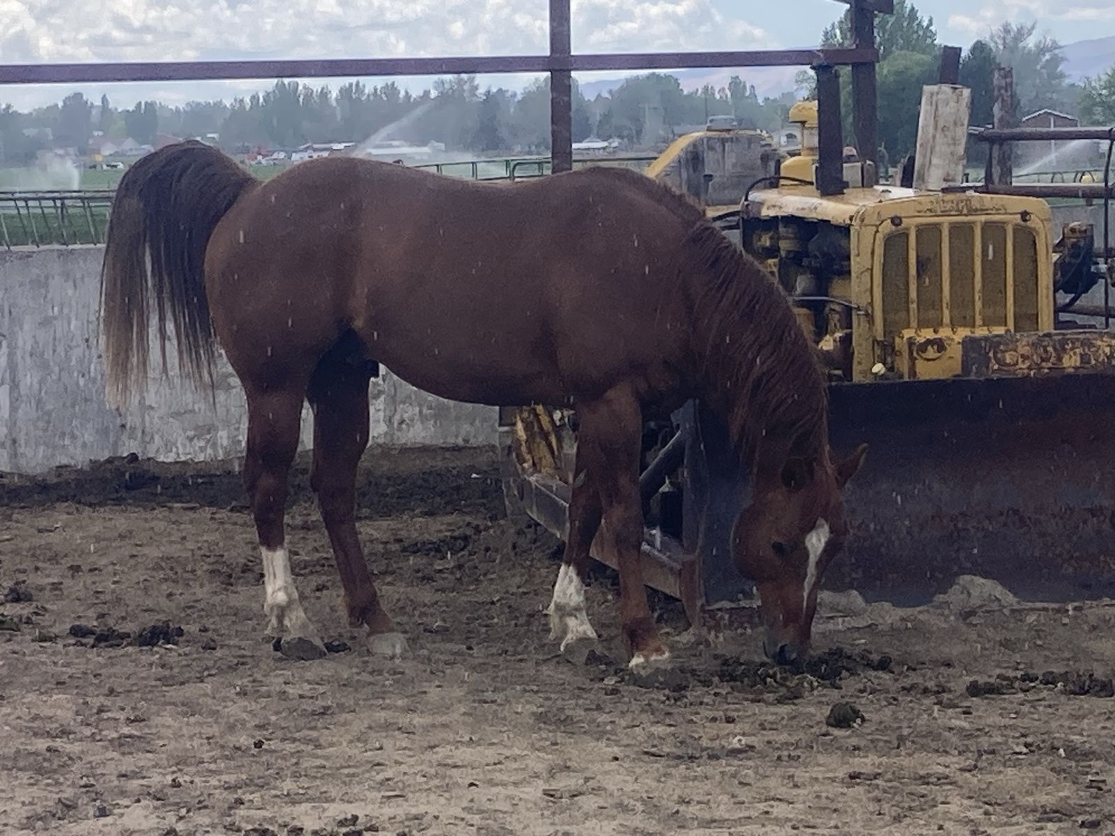 AQH  Stallion