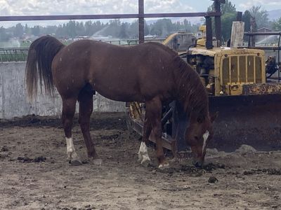 AQH Stallion