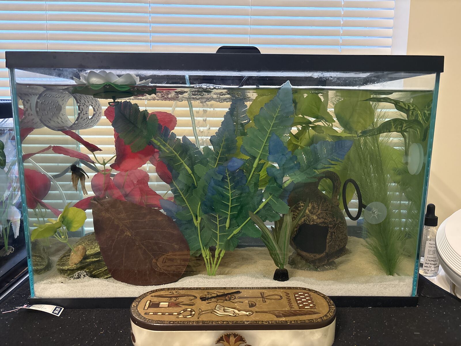 Betta needs a new home