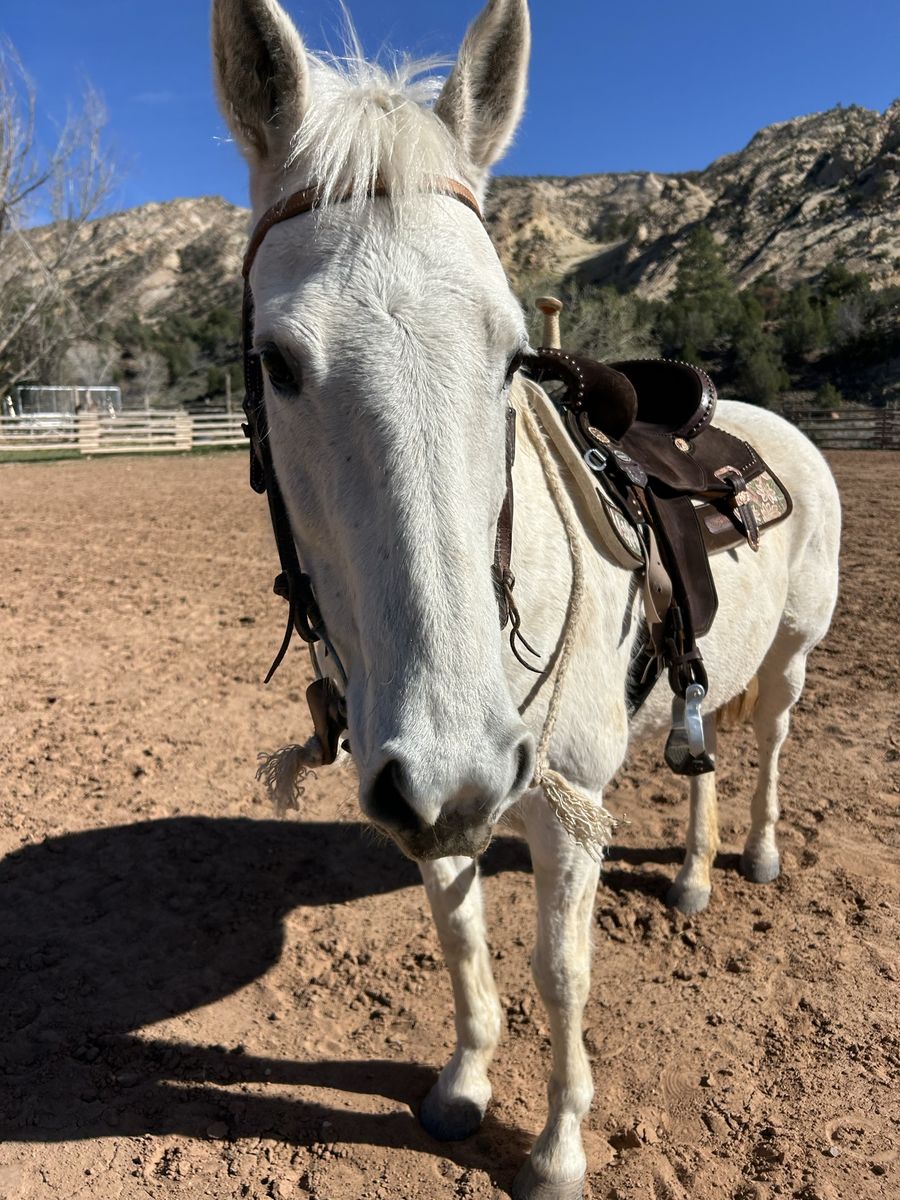 AQHA Mare For Sale
