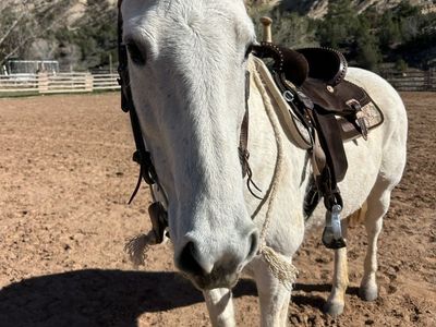 AQHA Mare For Sale