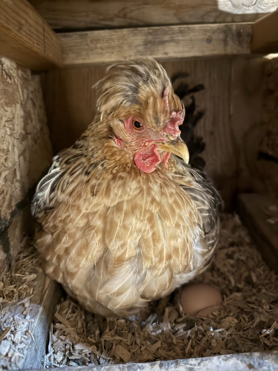 Hens