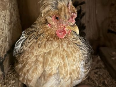 Hens