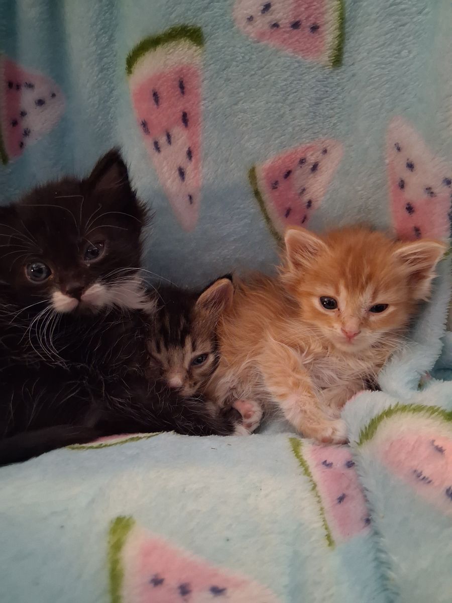 Baby kittens born 2/14.
