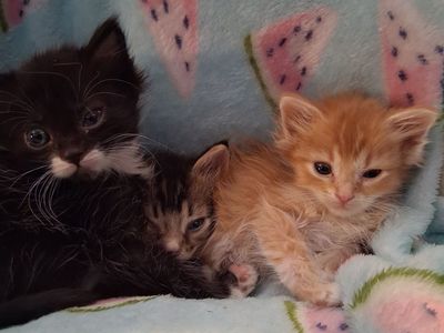 Baby kittens born 2/14.