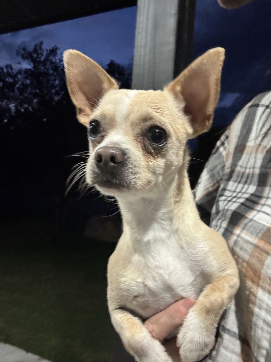 Young male Chihuahua