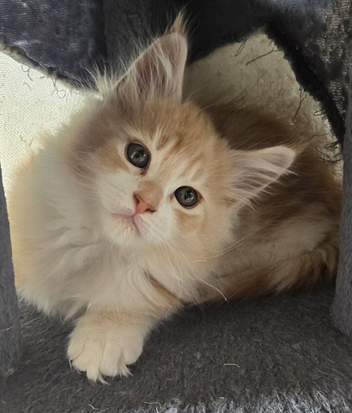 CFA MAINECOON KITTENS COMING!