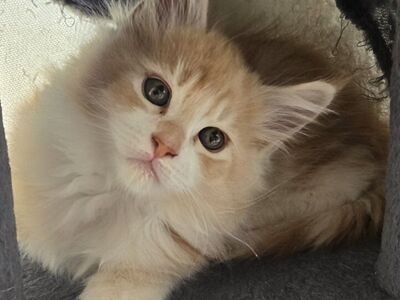 CFA MAINECOON KITTENS COMING!