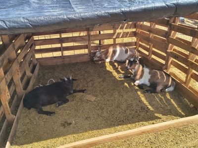 starter Nigerian Dwarf herd 1000 obo