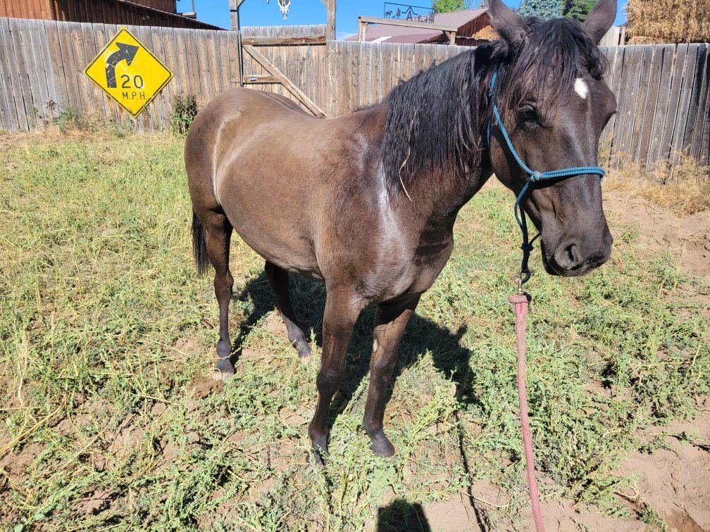 Percheron Cross Yearling
