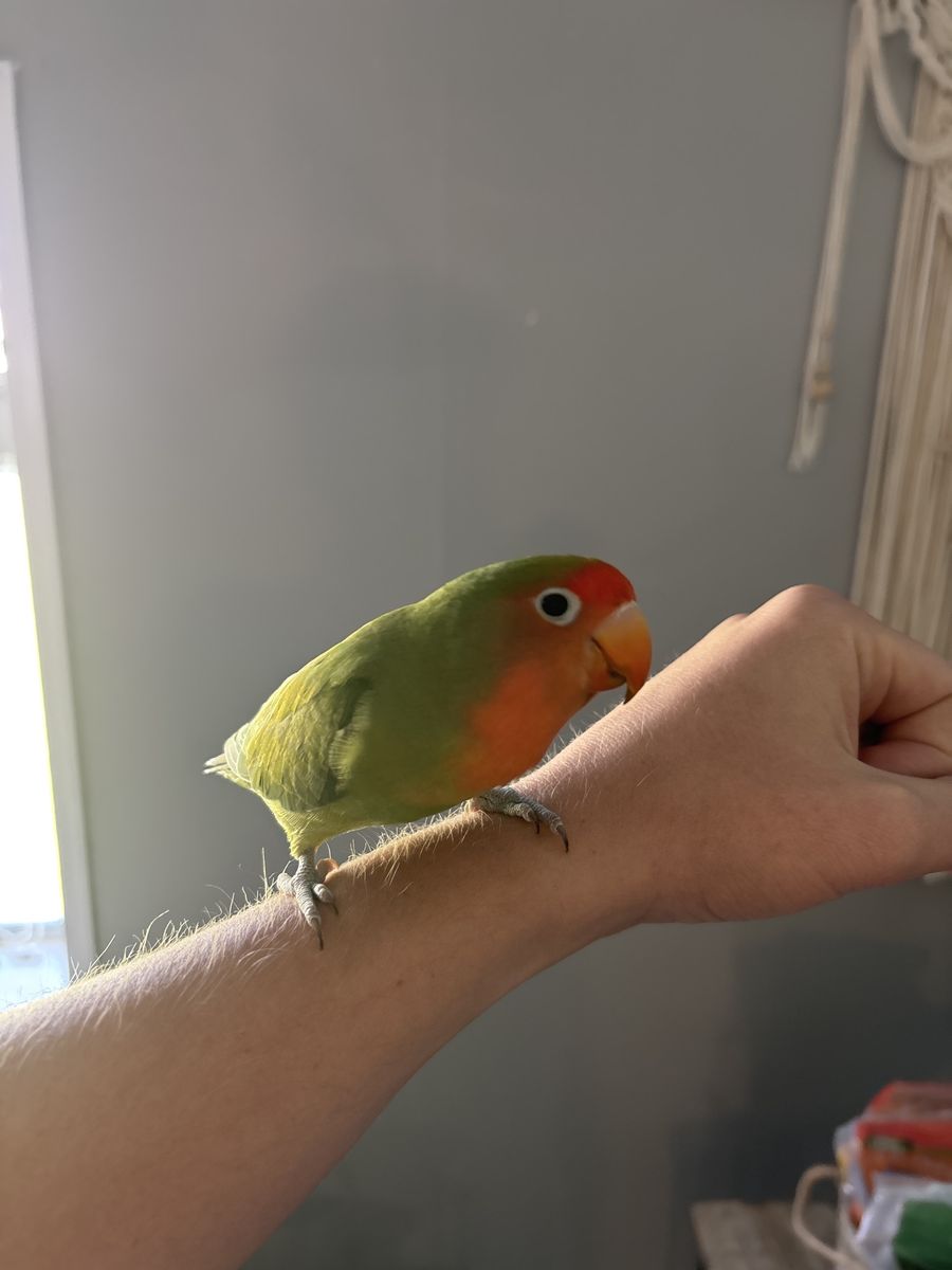 Lovebird
