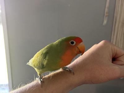 Lovebird