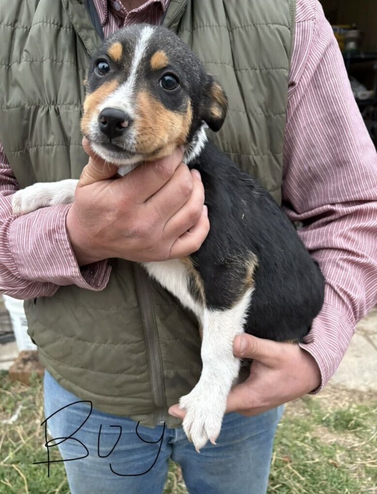Border Collie Puppies