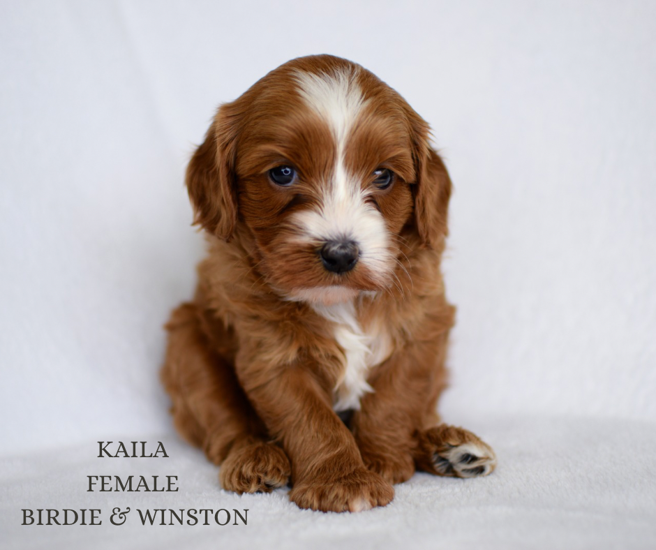 Australian Labradoodle for sale