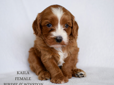 Australian Labradoodle for sale