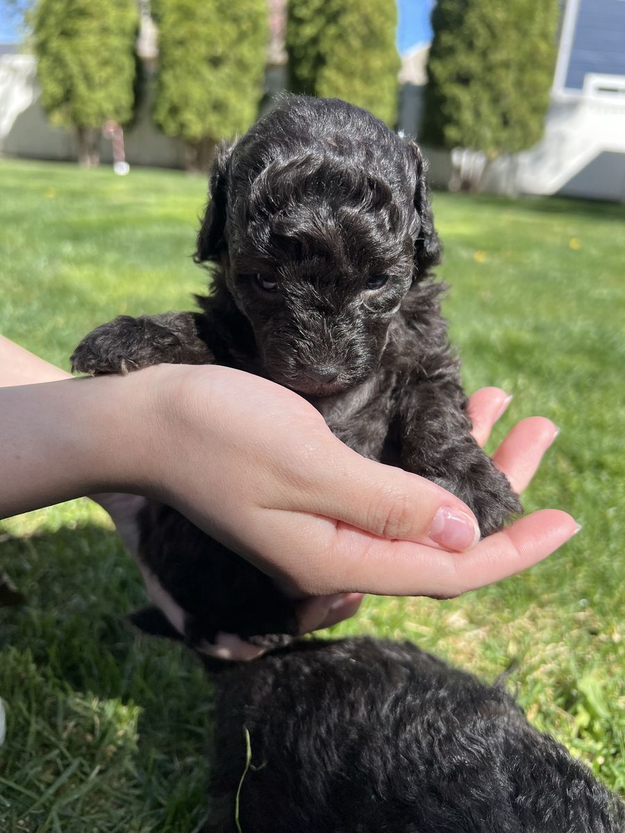 Toy Poodle Puppies