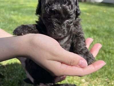 Toy Poodle Puppies