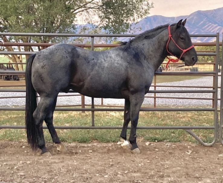Stallion available for breed lease!