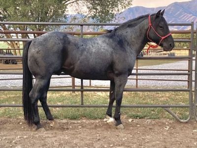Stallion available for breed lease!