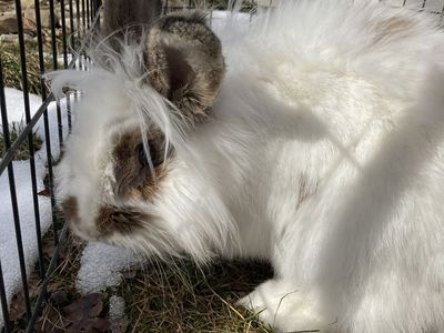 Cute male lionhead mix bunny