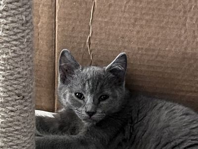 Kittens